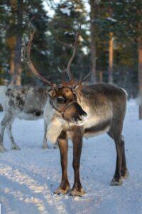 Photo of Reindeer winter diffuser blends